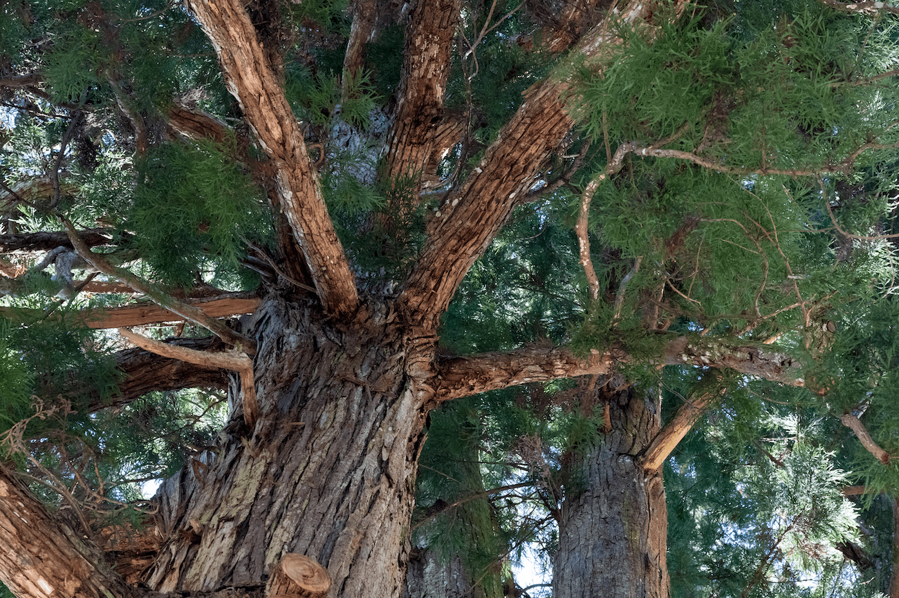 Mindful Self-Compassion for a Calmer You