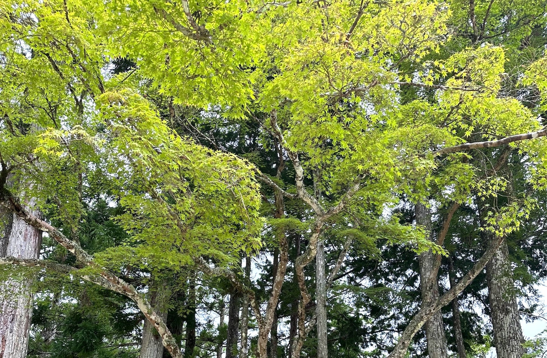 “Meditation Near Me” — Finding Stillness Right Where I Am