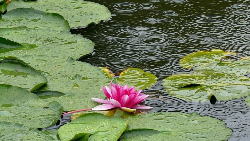 雨粒で波紋が広がる池に、濡れた緑のハスの葉と鮮やかなピンクのハスの花が咲いている:睡眠のための穏やかな音楽
