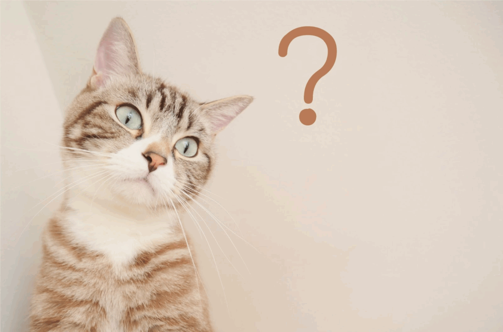 A cat tilting its head with a questioning expression, next to a large question mark symbol.
