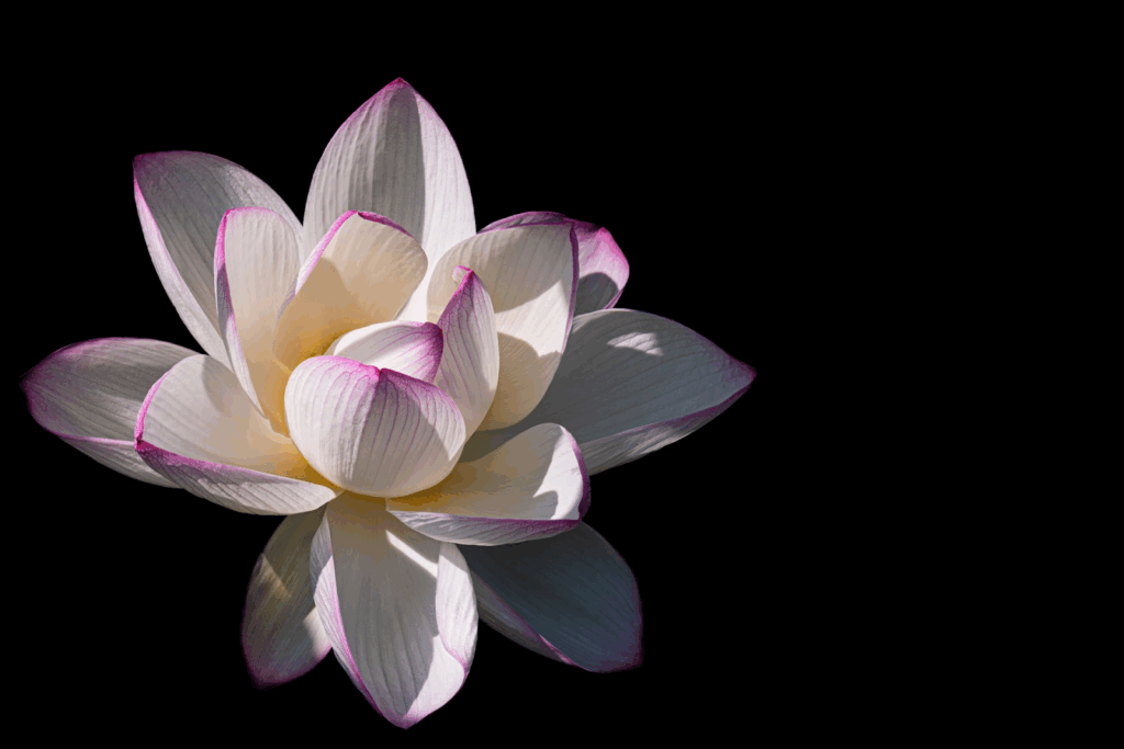 黒い背景に浮かび上がる、淡い白とピンクの蓮の花。：日本の瞑想