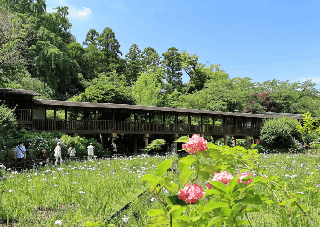 People walking through a garden with blooming irises and hydrangeas under a clear early summer sky. In the background, a wooden corridor surrounded by lush greenery is visible. :Meditation Retreat