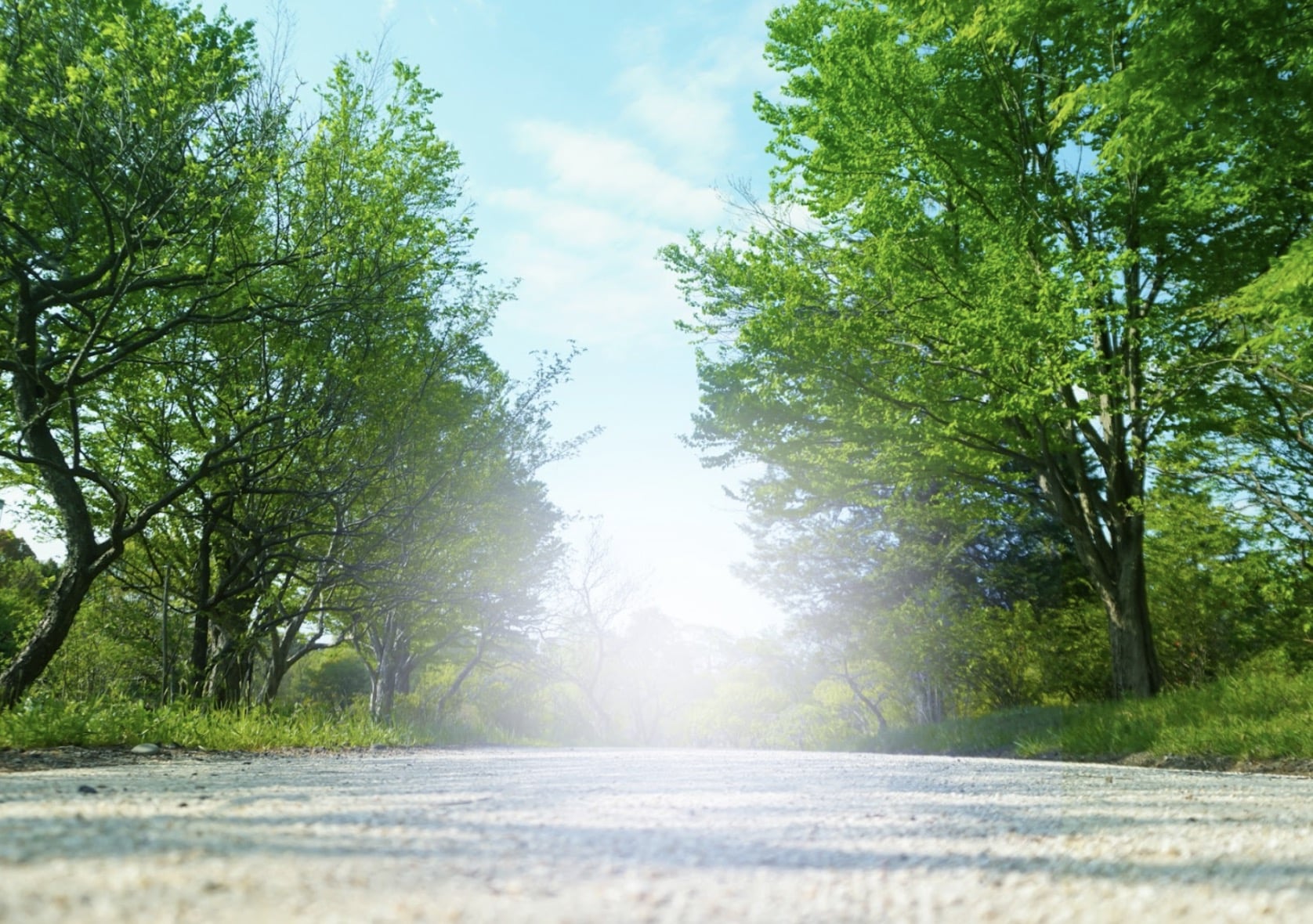 Morning sunlight shines through a tree-lined path, creating a calm and refreshing atmosphere. The vibrant green leaves and blue sky highlight the beauty of nature: Matter Over Mind
