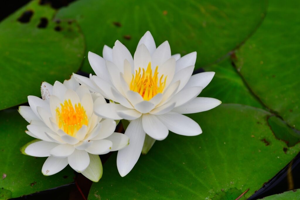 Two white water lilies blooming on green leaves, with bright yellow stamens at the center :Meditation for Anxiety