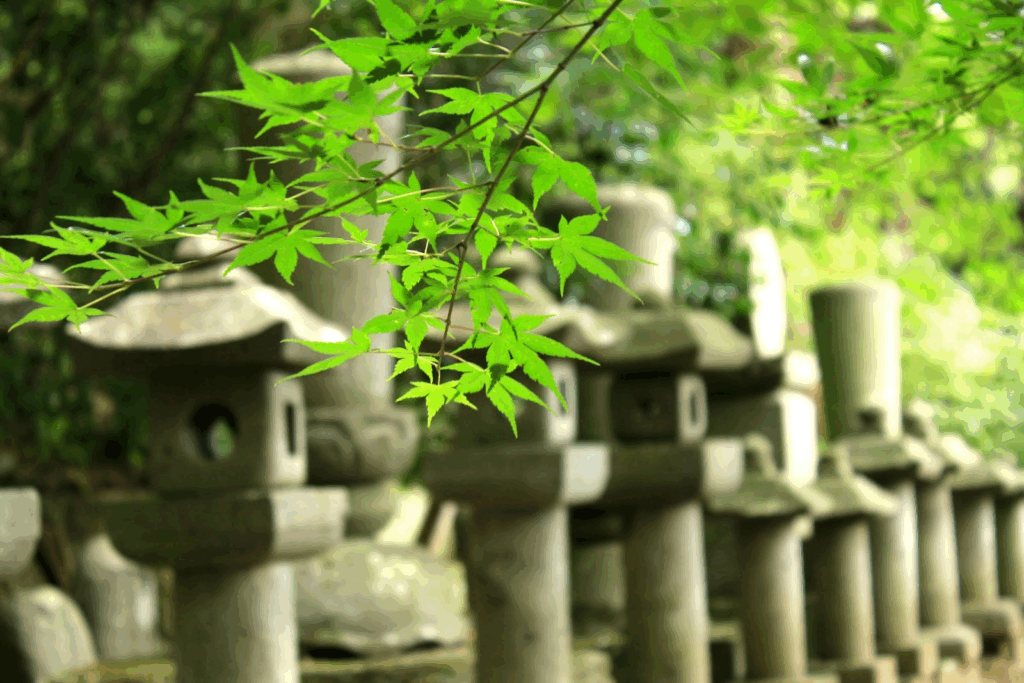 Fresh green maple leaves with rows of stone lanterns in the background :Breathing Exercise for Nerves