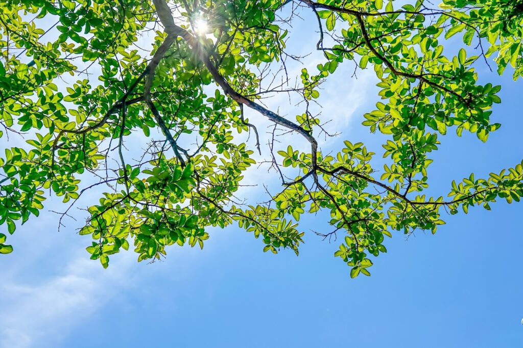 Green tree branches and leaves shining in the sunlight against a blue sky :Meditation for Anxiety
