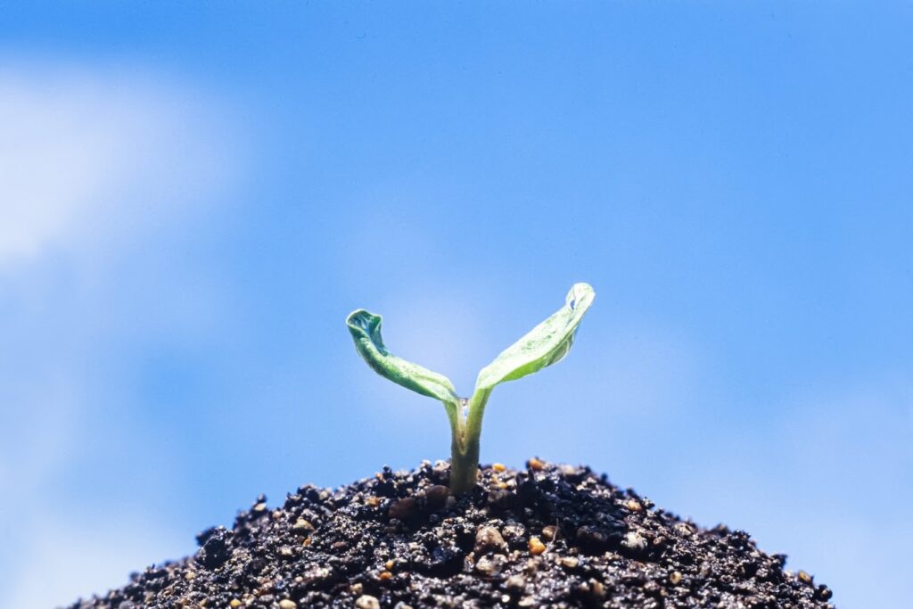 青空の下、土から顔を出した小さな双葉の芽。生命の始まりと成長を象徴する：10分間の瞑想