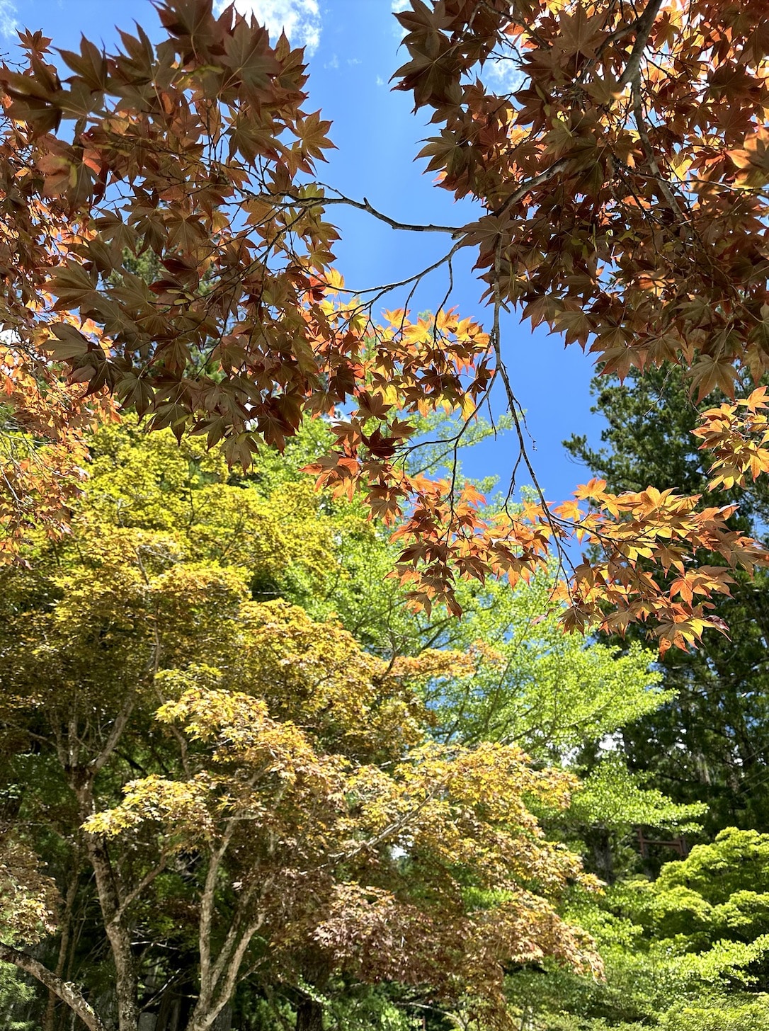 秋のカエデの木々を見上げた風景。鮮やかな新緑と赤みを帯びた若葉が重なり、青空と雲を背景に、光と色が重なり合う風景が広がっている：漸進的筋弛緩法