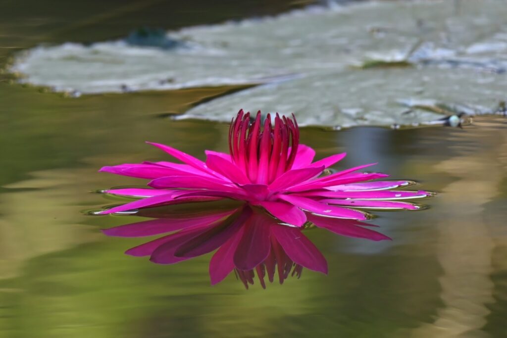 A vivid pink water lily floating on calm water, beautifully reflected on the surface, evoking a sense of tranquility and harmony: Meditation Technique