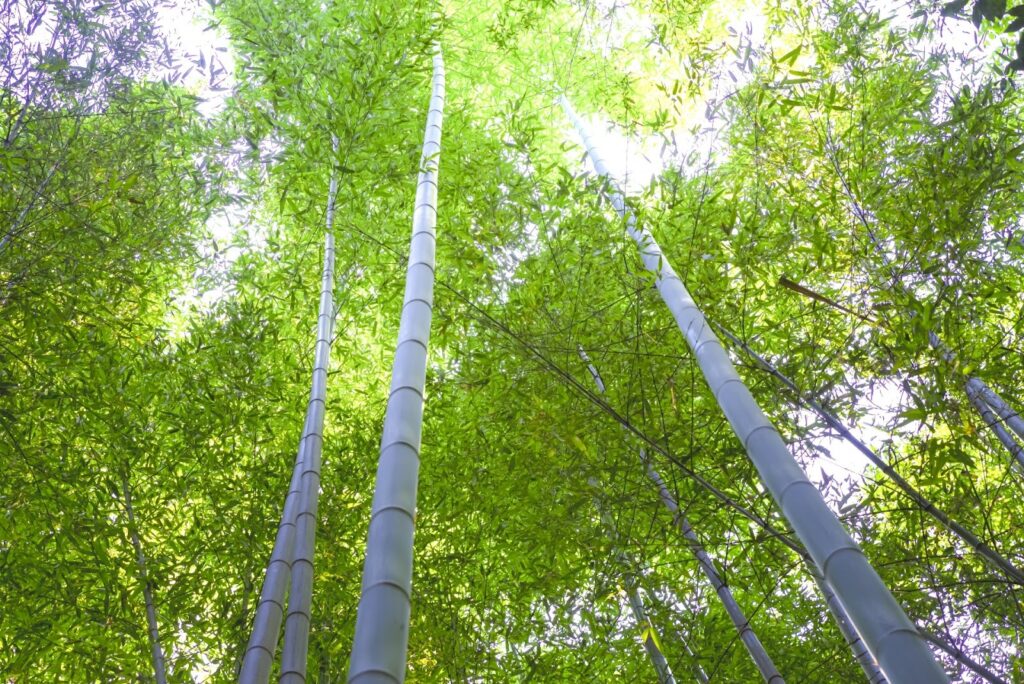 A view looking up at tall bamboo trees with sunlight filtering through the leaves, creating a serene and refreshing atmosphere: Meditation Technique