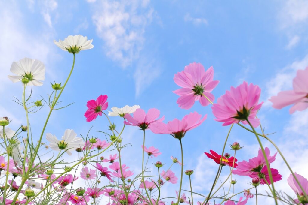 青空の下で咲くピンクや白のコスモスの花々。見上げる角度から撮影され、爽やかで明るい秋の日を感じさせる風景：マインドフルネス・アクティビティ