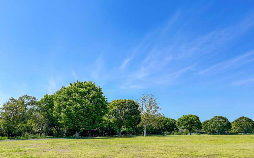 青空の下に広がる緑豊かな公園の風景。青く澄んだ空と鮮やかな木々のコントラストが美しく、穏やかな初夏の雰囲気を感じさせる：リラックス法