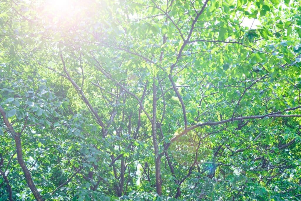 Branches and lush green leaves illuminated by soft sunlight, highlighting the freshness and clarity of the forest scene: Mindful Souls