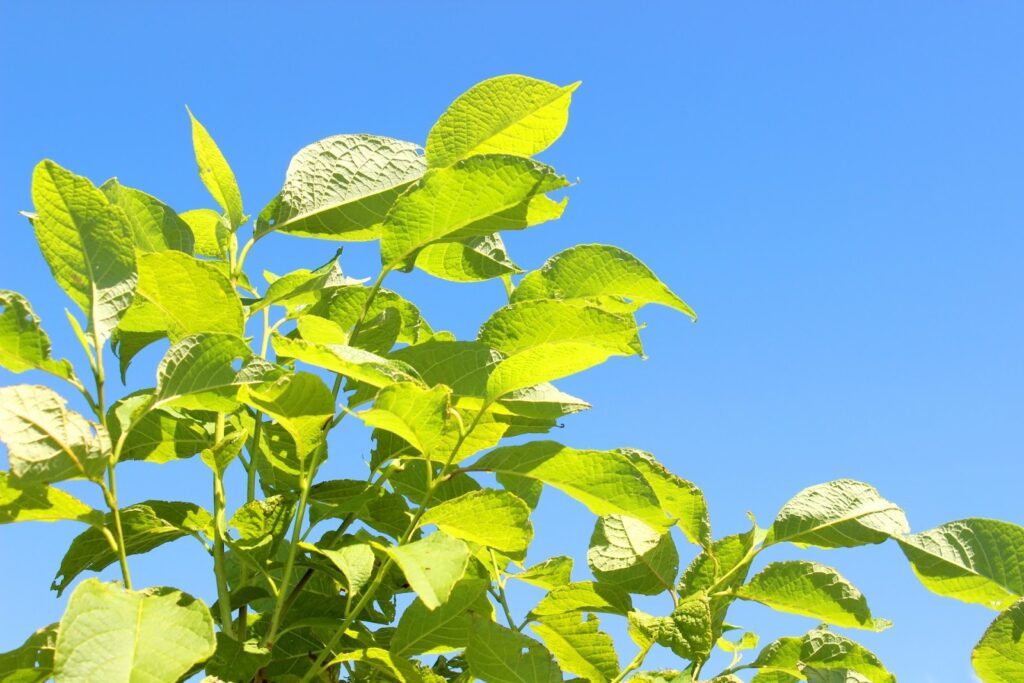 青空を背景に、太陽の光を浴びて明るく輝く緑の葉：不安